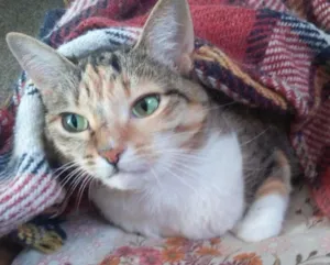 Gato raça SRD idade 6 ou mais anos nome Lua e Estrela