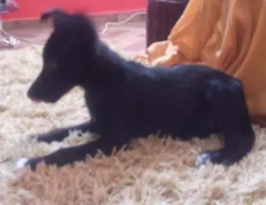 Cachorro raça Sem raça definida idade 2 a 6 meses nome July