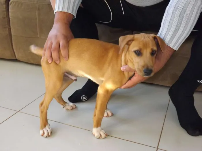 Cachorro ra a SRD idade 2 a 6 meses nome sem nome