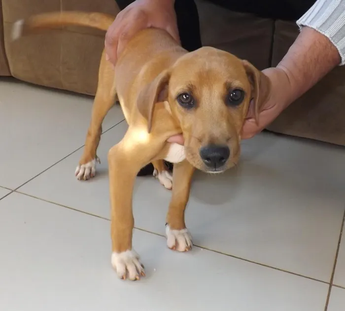 Cachorro ra a SRD idade 2 a 6 meses nome sem nome