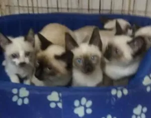 Gato raça srd idade 2 a 6 meses nome varios
