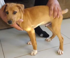 Cachorro raça SRD idade 2 a 6 meses nome sem nome