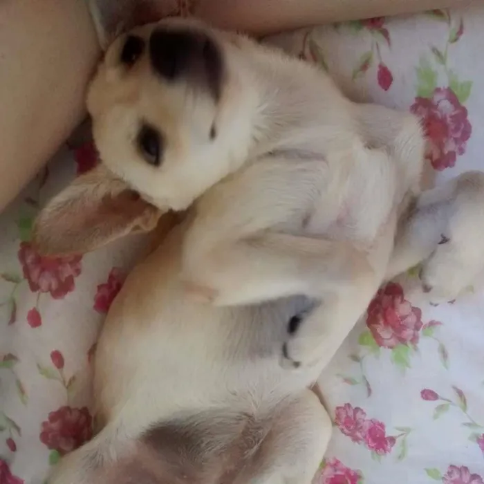 Cachorro ra a pinche/vira-lata idade 2 a 6 meses nome Luna