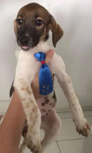 Cachorro raça SRD idade 2 a 6 meses nome Panqueca