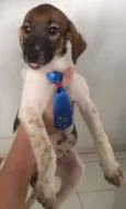 Panqueca