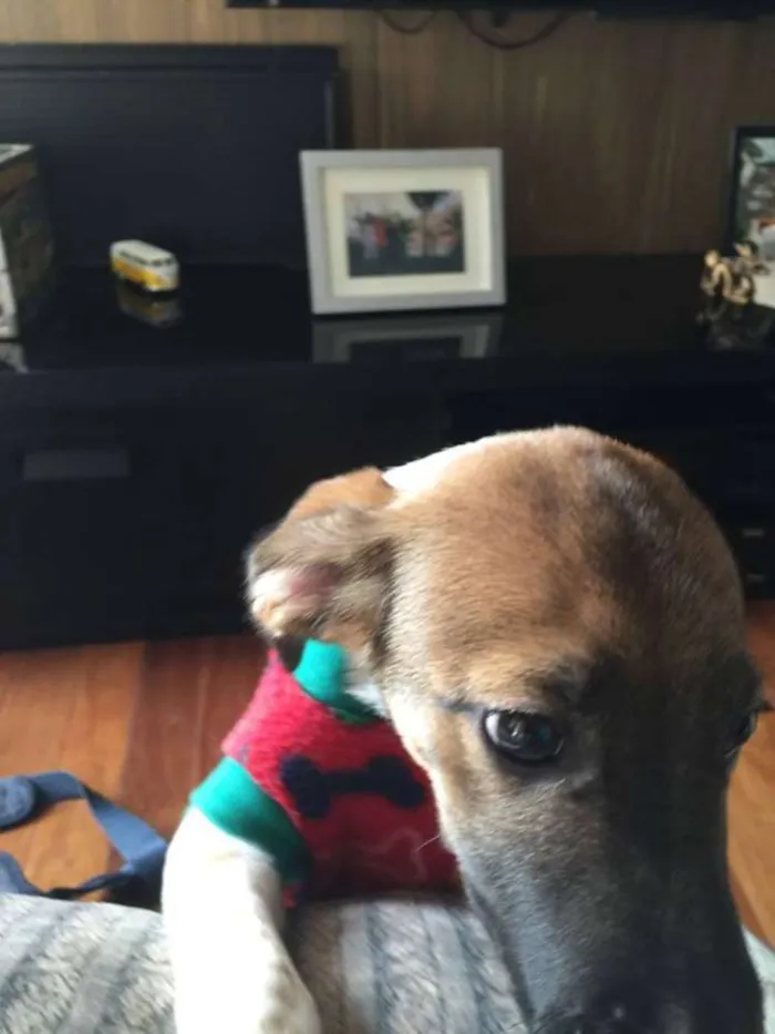 Cachorro ra a SRD idade 2 a 6 meses nome Panqueca