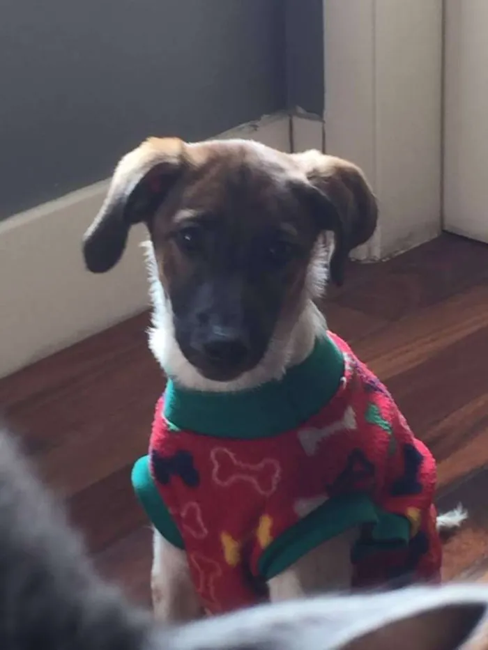 Cachorro ra a SRD idade 2 a 6 meses nome Panqueca