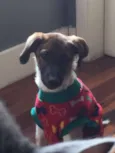 Panqueca