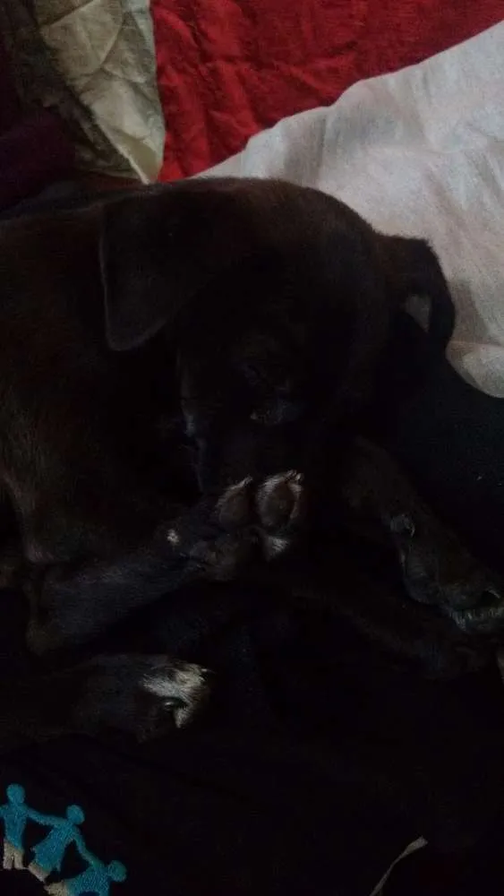 Cachorro ra a Não sei idade 2 a 6 meses nome Flor