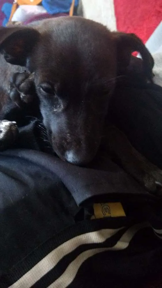Cachorro ra a Não sei idade 2 a 6 meses nome Flor