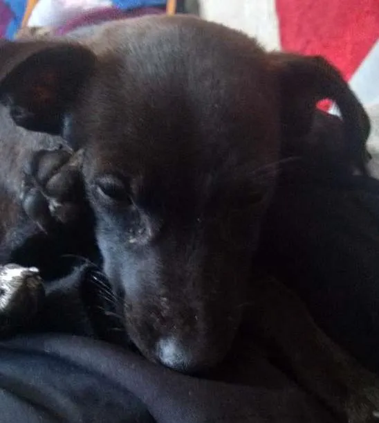 Cachorro ra a Não sei idade 2 a 6 meses nome Flor