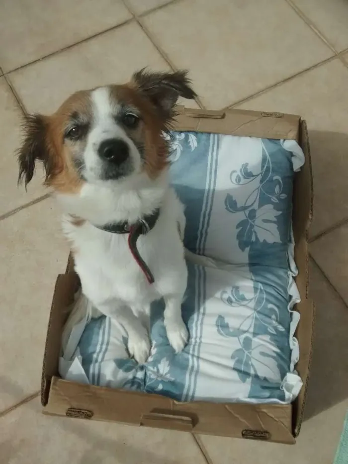 Cachorro ra a RND idade 2 anos nome Toby