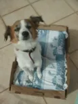 Toby