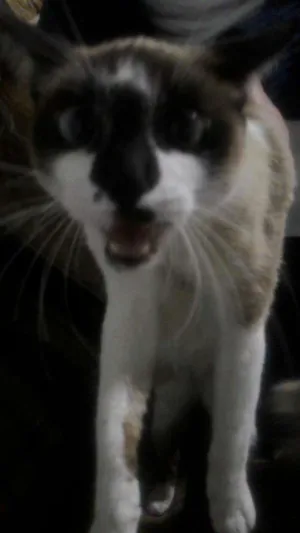 Gato raça cianesa  idade 2 a 6 meses nome Lili e Mia