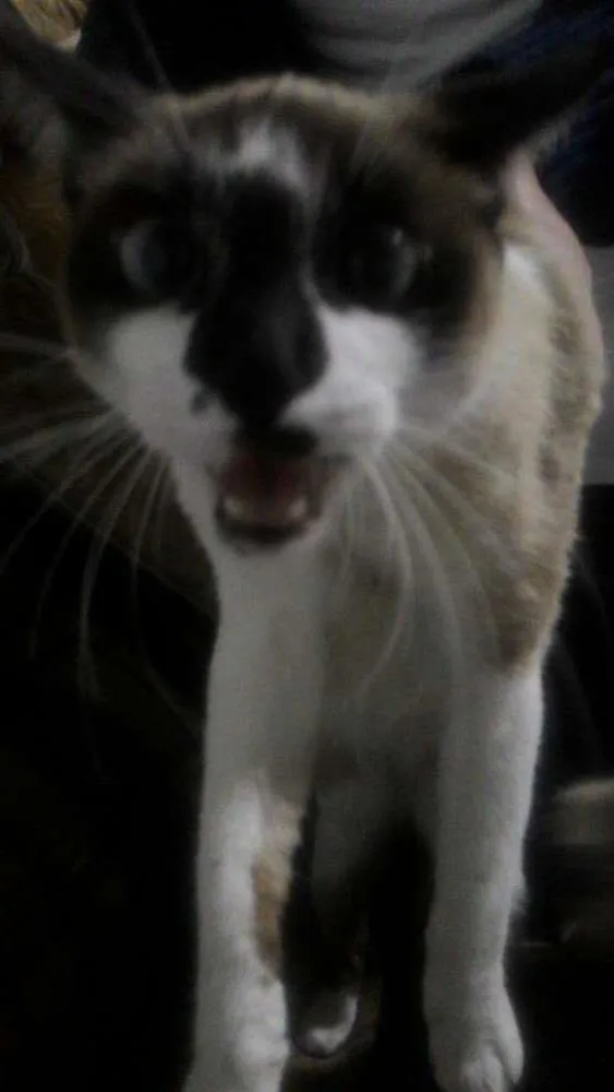 Gato ra a cianesa  idade 2 a 6 meses nome Lili e Mia