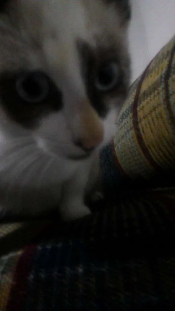 Gato ra a cianesa  idade 2 a 6 meses nome Lili e Mia