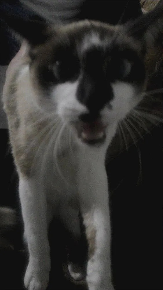 Gato ra a cianesa  idade 2 a 6 meses nome Lili e Mia