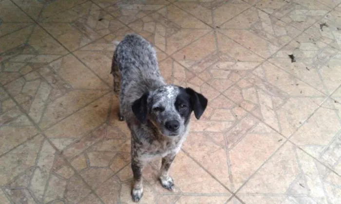 Cachorro ra a  idade  nome Floquinho