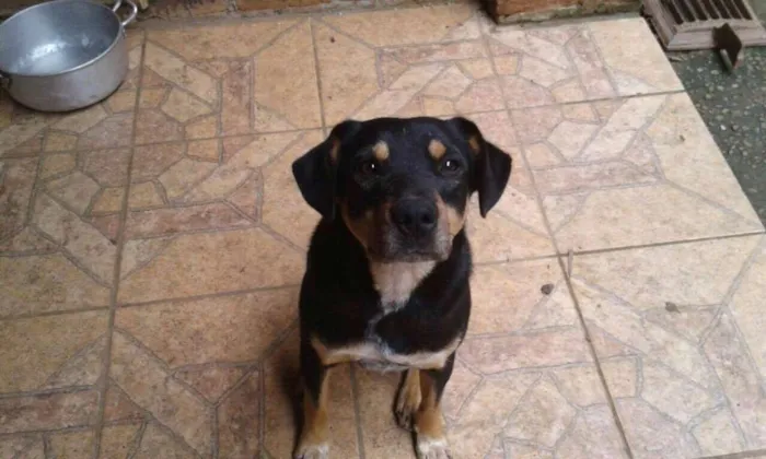 Cachorro ra a  idade 2 anos nome Negão
