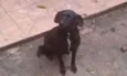Cachorro raça  idade 5 anos nome Nega