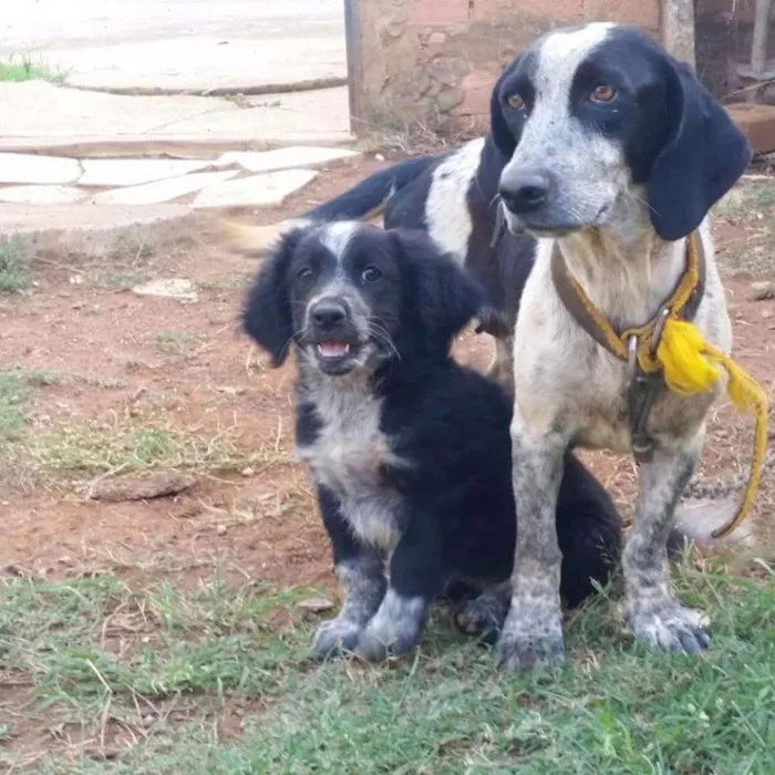 Cachorro ra a Srd idade 2 a 6 meses nome Filhotes