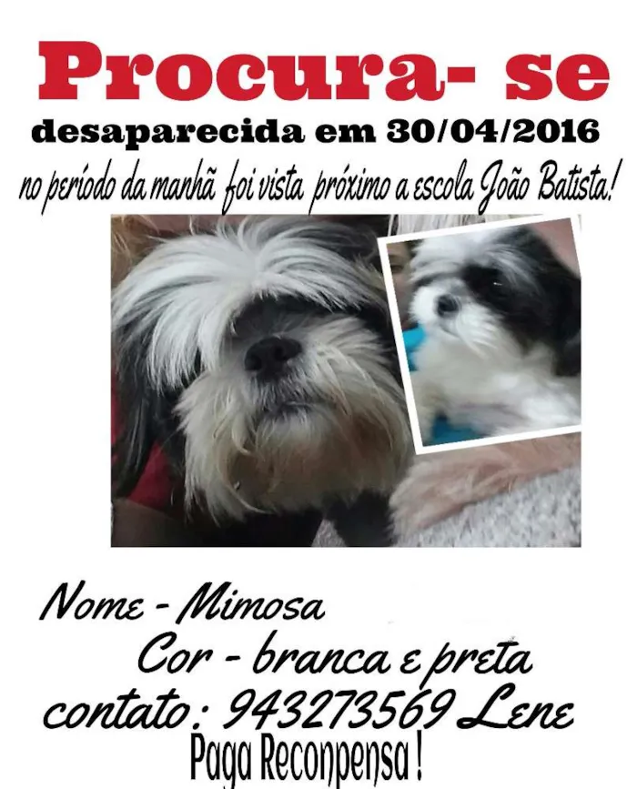 Cachorro ra a Lhasa apson idade 3 anos nome MIMOSA GRATIFICA