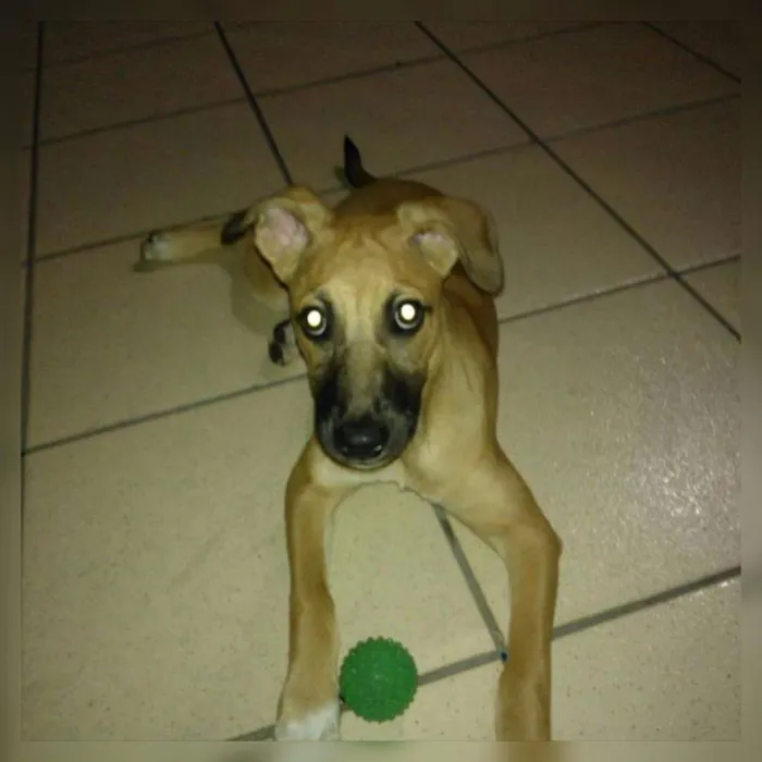 Cachorro ra a Vira lata  idade 3 anos nome Luna