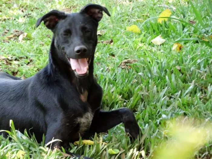 Cachorro ra a SRD idade 1 ano nome Jhonga