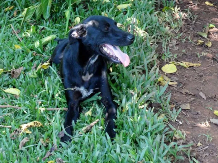 Cachorro ra a SRD idade 1 ano nome Jhonga