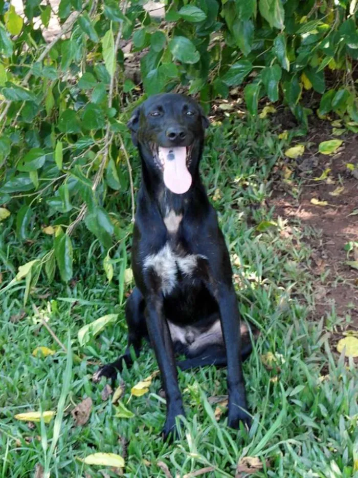 Cachorro ra a SRD idade 1 ano nome Jhonga