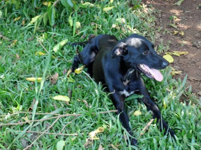 Cachorro ra a SRD idade 1 ano nome Jhonga