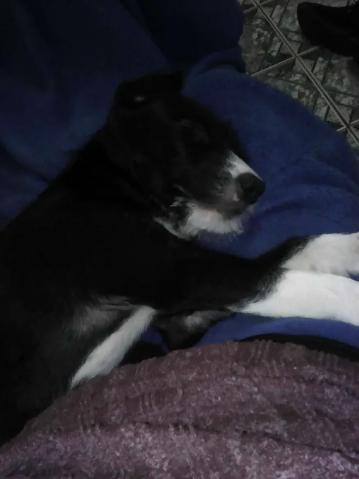 Cachorro ra a Indefinida idade 2 a 6 meses nome Kaile