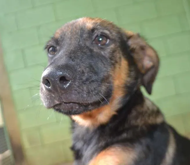 Cachorro ra a SRD idade 2 a 6 meses nome NICE - Filhote