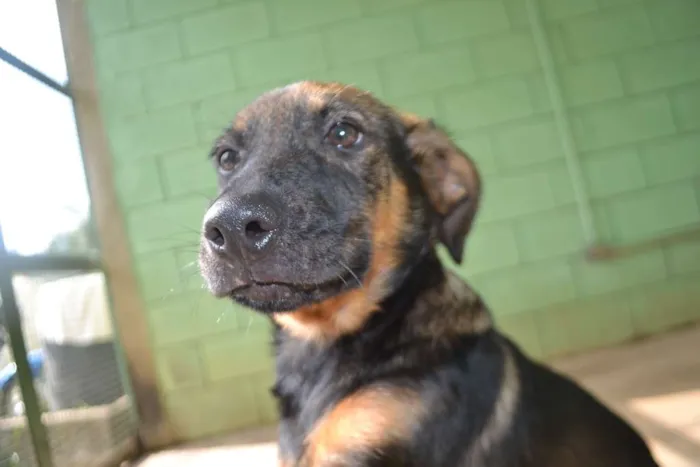 Cachorro ra a SRD idade 2 a 6 meses nome NICE, Bebezinha!