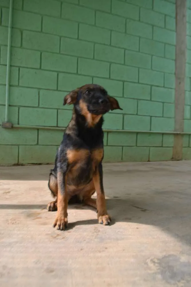 Cachorro ra a SRD idade 2 a 6 meses nome NICE, Bebezinha!