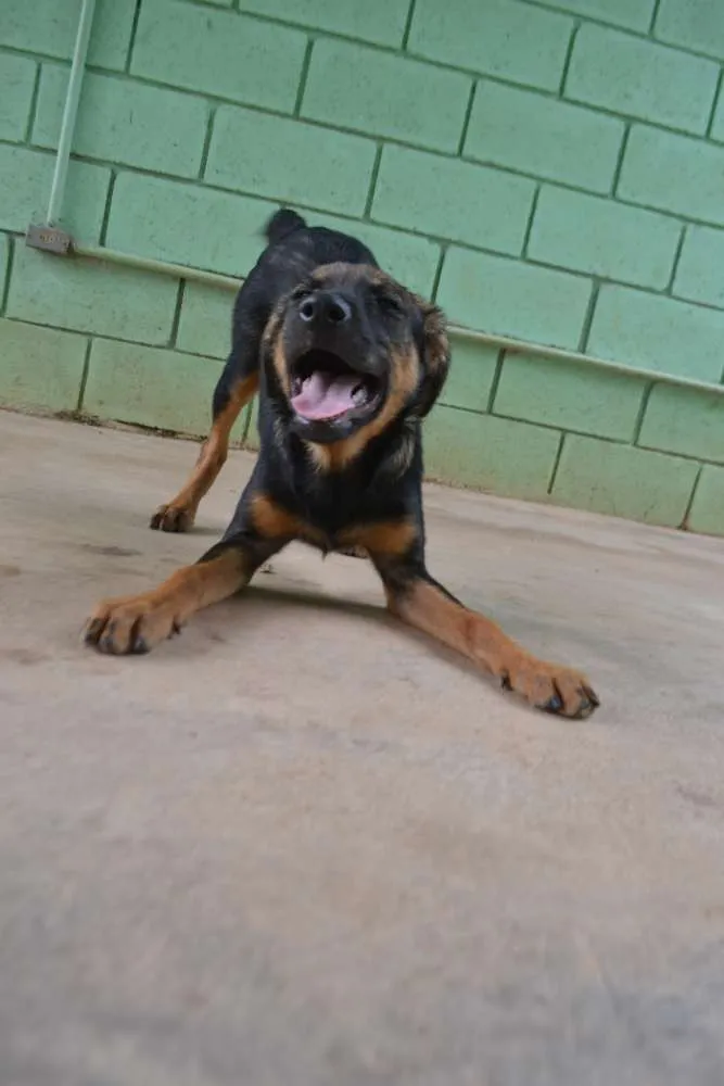 Cachorro ra a SRD idade 2 a 6 meses nome NICE, Bebezinha!