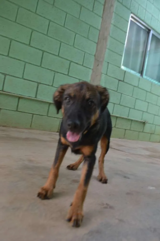 Cachorro ra a SRD idade 2 a 6 meses nome NICE, Bebezinha!