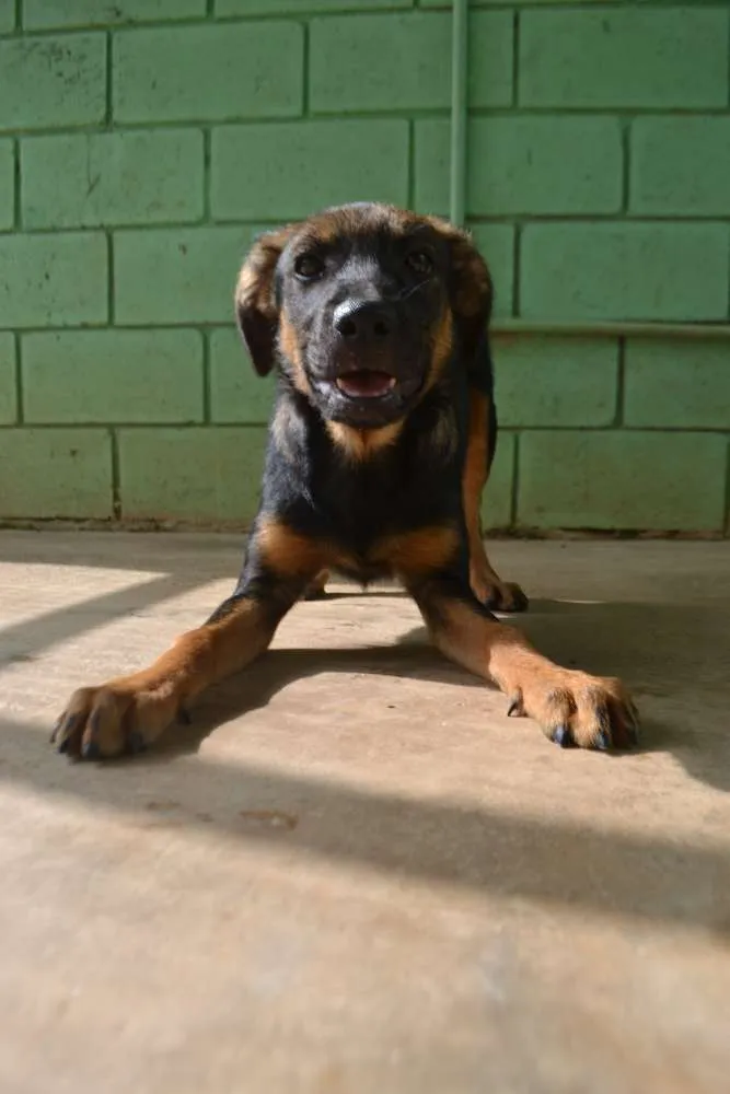 Cachorro ra a SRD idade 2 a 6 meses nome NICE, Bebezinha!