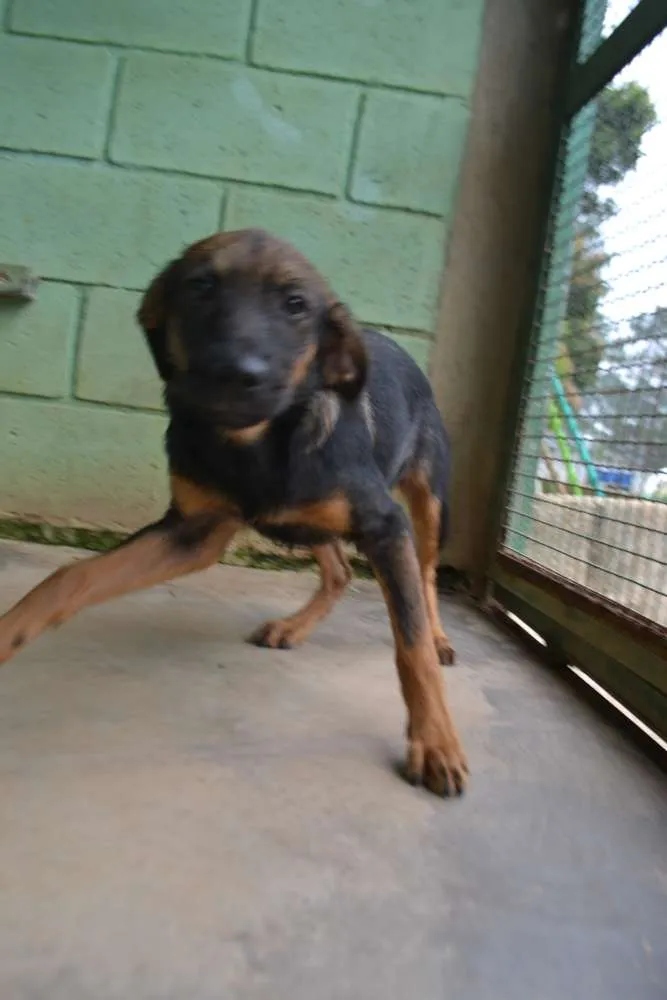 Cachorro ra a SRD idade 2 a 6 meses nome NICE, Bebezinha!