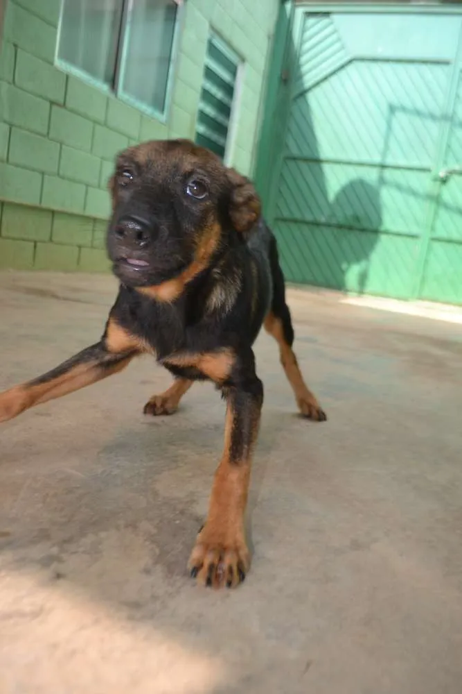 Cachorro ra a SRD idade 2 a 6 meses nome NICE, Bebezinha!