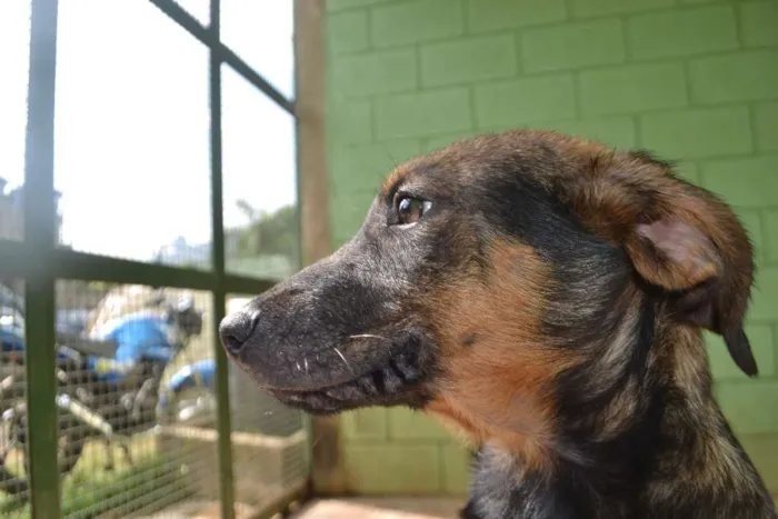 Cachorro ra a SRD idade 2 a 6 meses nome NICE, Bebezinha!