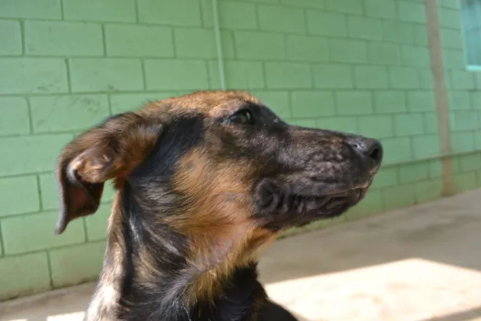 Cachorro ra a SRD idade 2 a 6 meses nome NICE, Bebezinha!