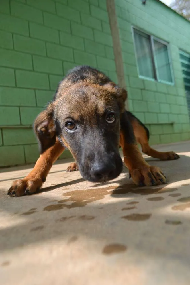 Cachorro ra a SRD idade 2 a 6 meses nome NICE, Bebezinha!