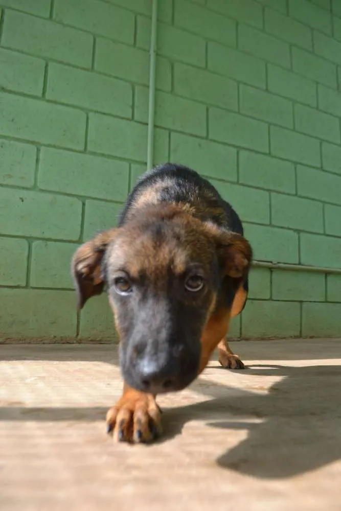 Cachorro ra a SRD idade 2 a 6 meses nome NICE, Bebezinha!