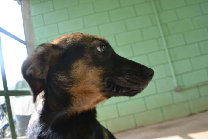 Cachorro ra a SRD idade 2 a 6 meses nome NICE, Bebezinha!