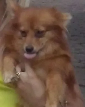 Cachorro raça sem raça parece com lulu da pomerania  idade 2 anos nome fred