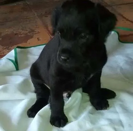 Cachorro ra a SRD idade 2 a 6 meses nome Sem nome