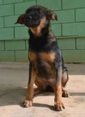 Cachorro raça SRD idade 2 a 6 meses nome NICE, Bebezinha!