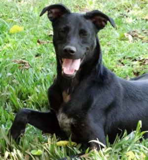 Cachorro raça SRD idade 1 ano nome Jhonga
