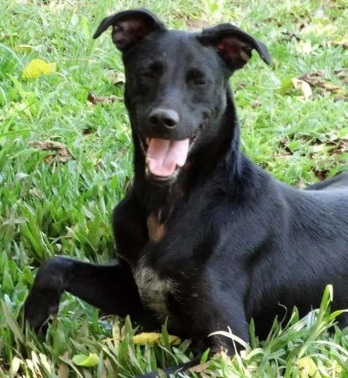 Cachorro ra a SRD idade 1 ano nome Jhonga